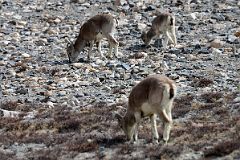 26 Blue Sheep Next To The Road Between Rongbuk And Mount Everest North Face Base Camp In Tibet.jpg